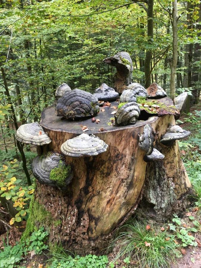 Gaestehaus Haaser Hotell Bad Peterstal-Griesbach Exteriör bild